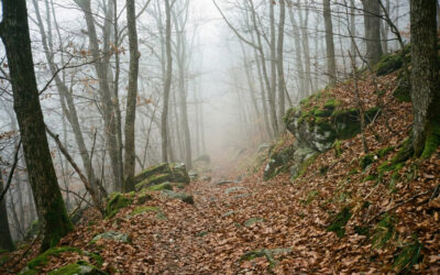 Baisse de vos positions sur Google : diagnostic & solutions SEO